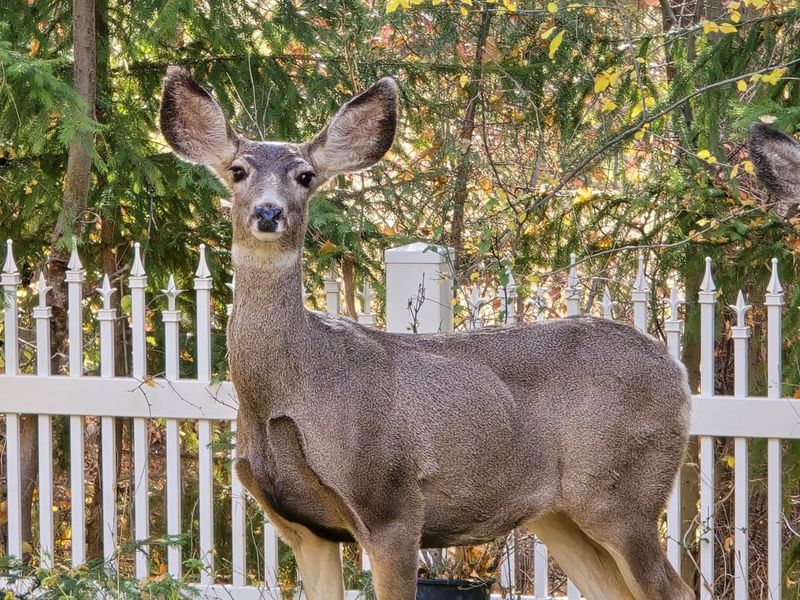 Do Not Feed The Deer