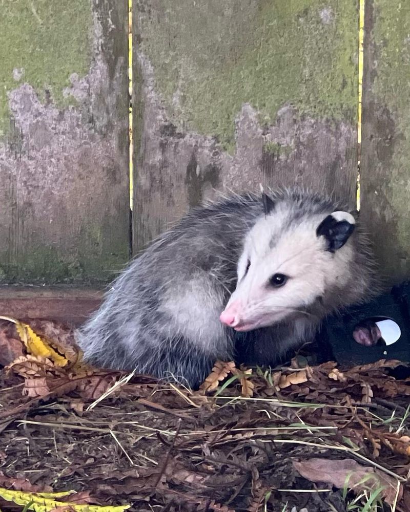 Opossum