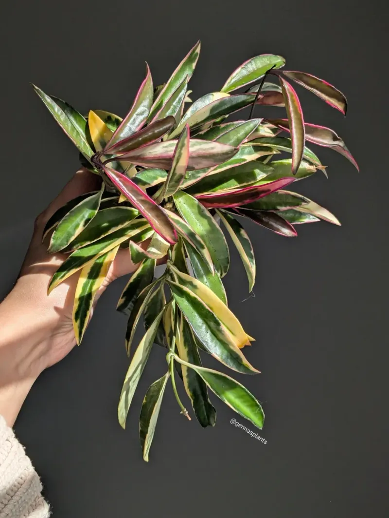 Tip Cuttings For Faster Rooting