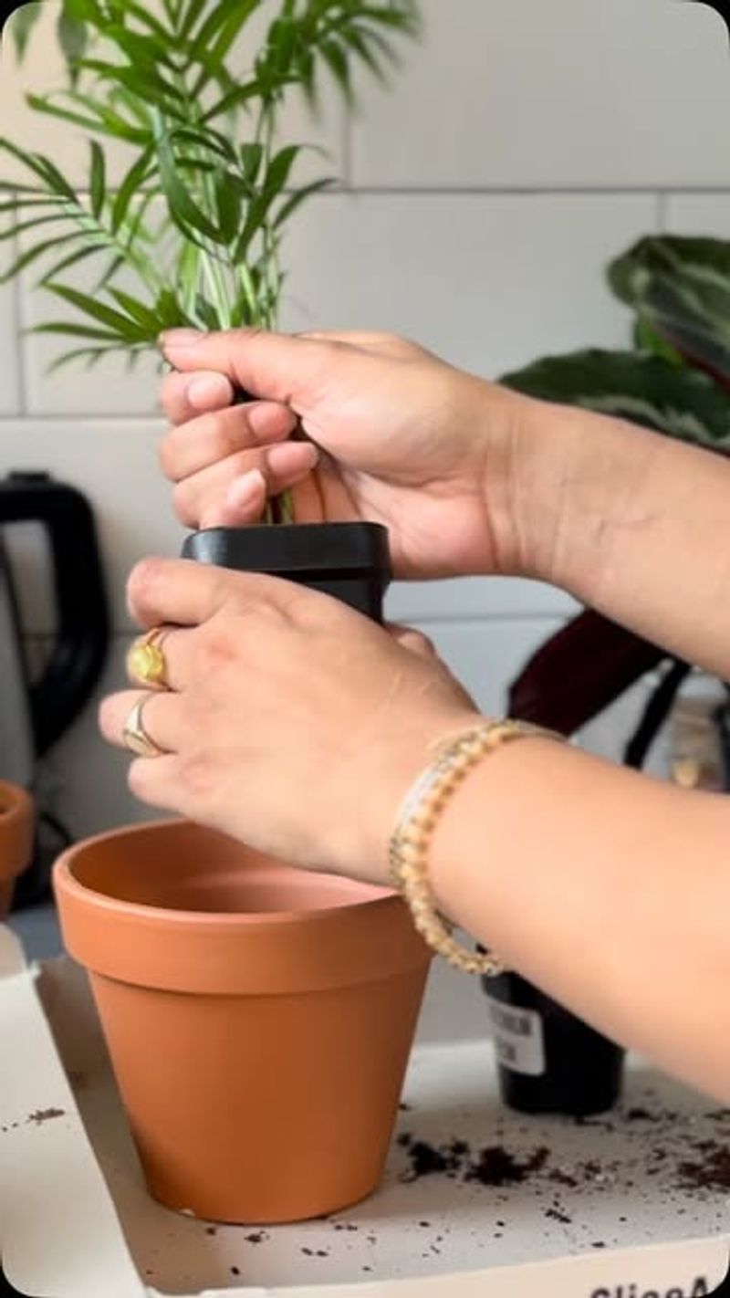 Stem Cuttings In Soil