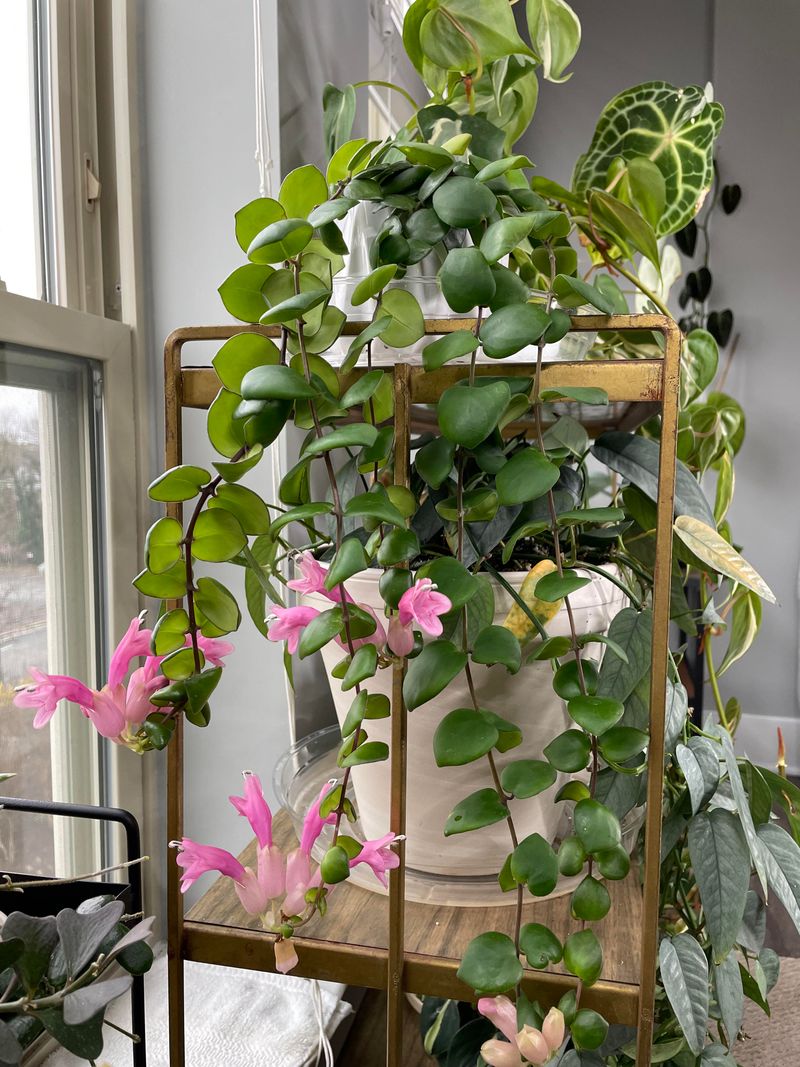 Propagation Using Fresh Healthy Tip Cuttings