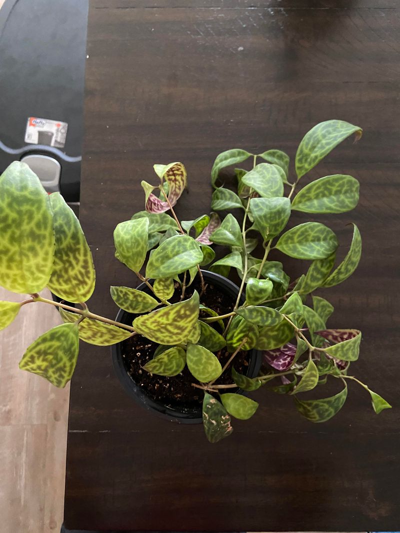 Stem Cuttings Rooted Directly In Soil