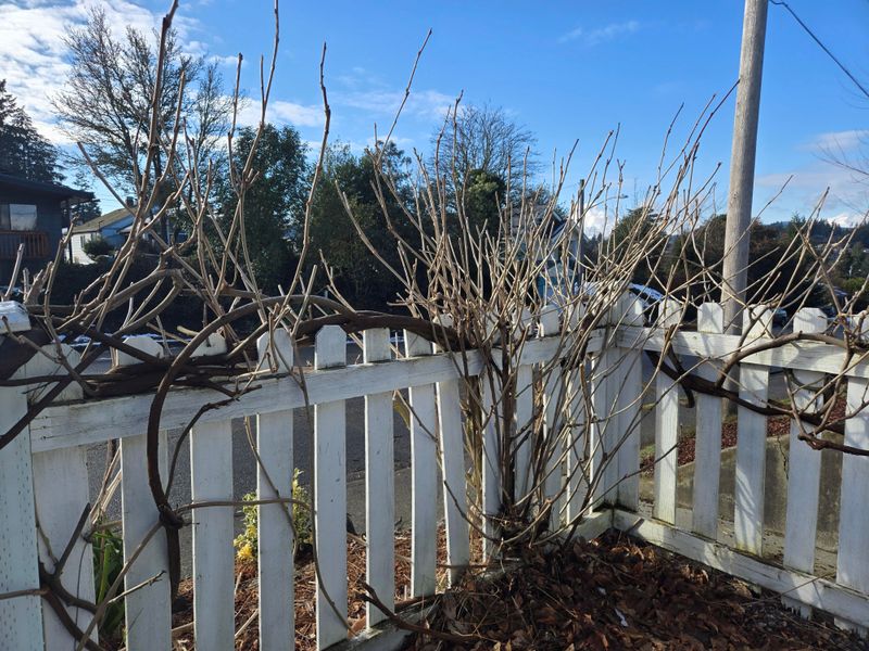 Finish With A Clean Outline That Won't Explode In Spring