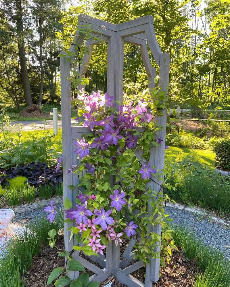 Choose The Right Trellis Spot First So Your Clematis Actually Climbs