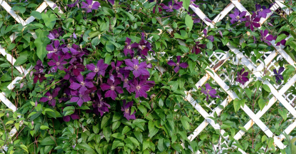 Step By Step Clematis Trellis Setup That Works In Virginia Gardens Step By Step Clematis Trellis Setup That Works In Virginia Gardens