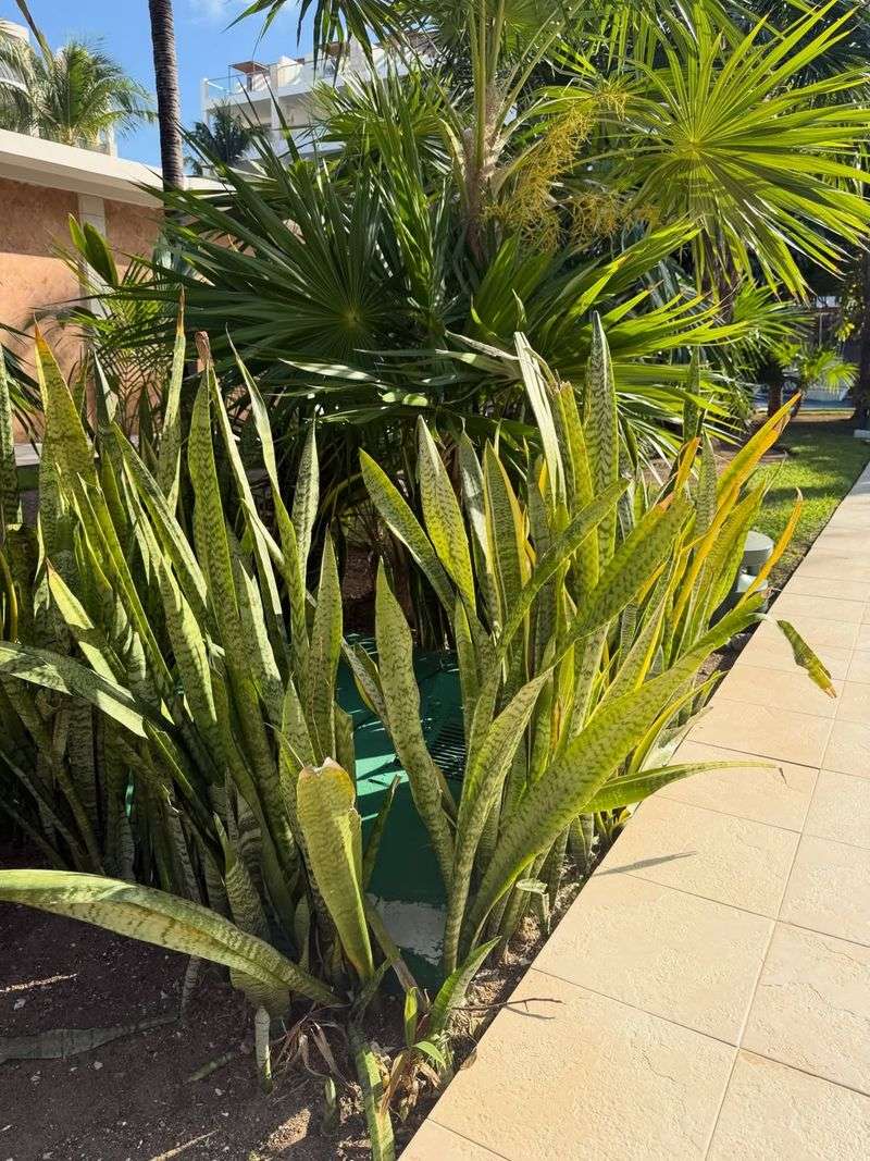 Yellowing Or Speckled Foliage