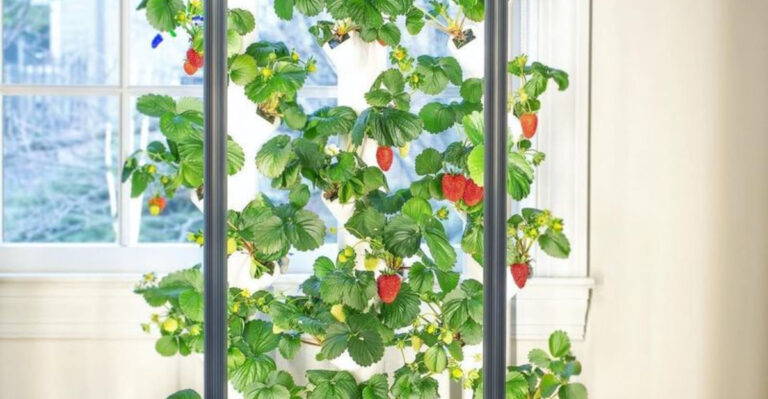 strawberries indoor