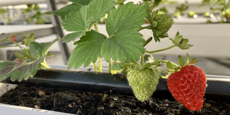 Choose Day-Neutral Strawberry Varieties For Indoor Success