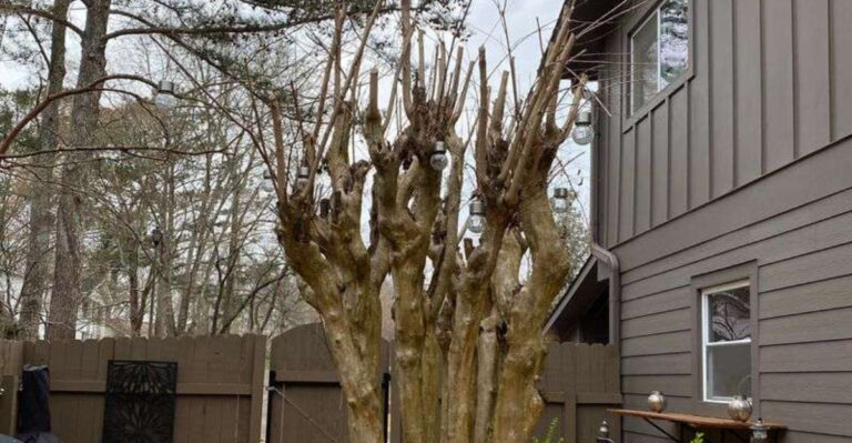 pruned crape myrtle