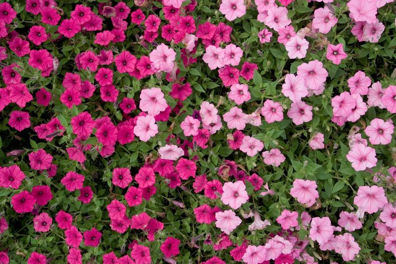 Petunias