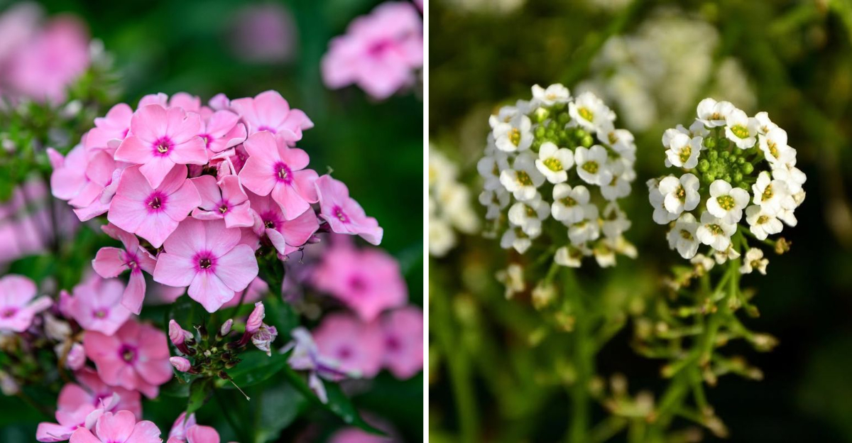 Still Time To Plant These 9 Flowers In Florida This January