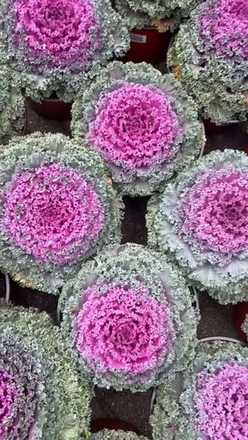 Flowering Cabbage