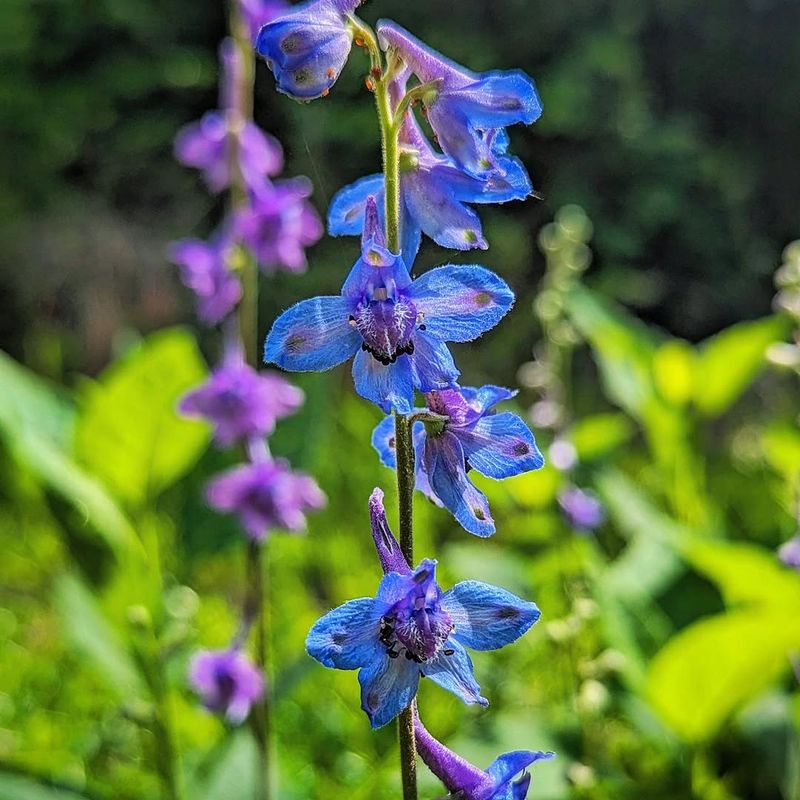 Larkspur