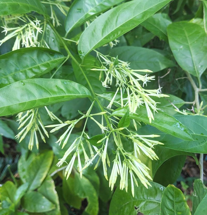 Night-Blooming Jasmine