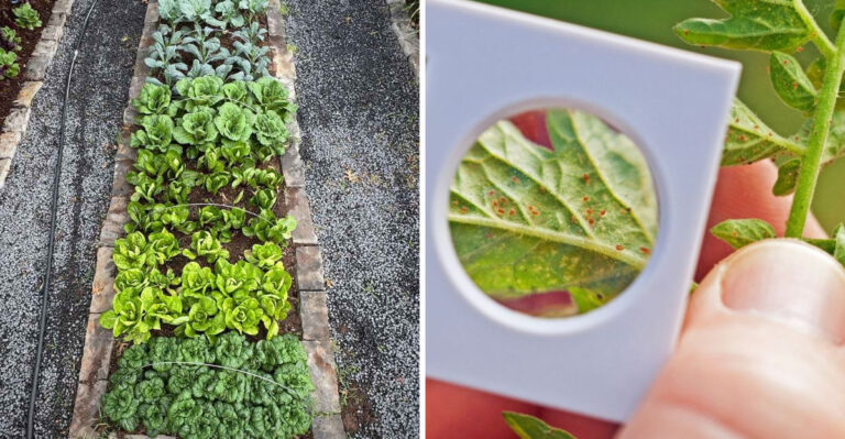 crowded garden bed and plant inspection for pests