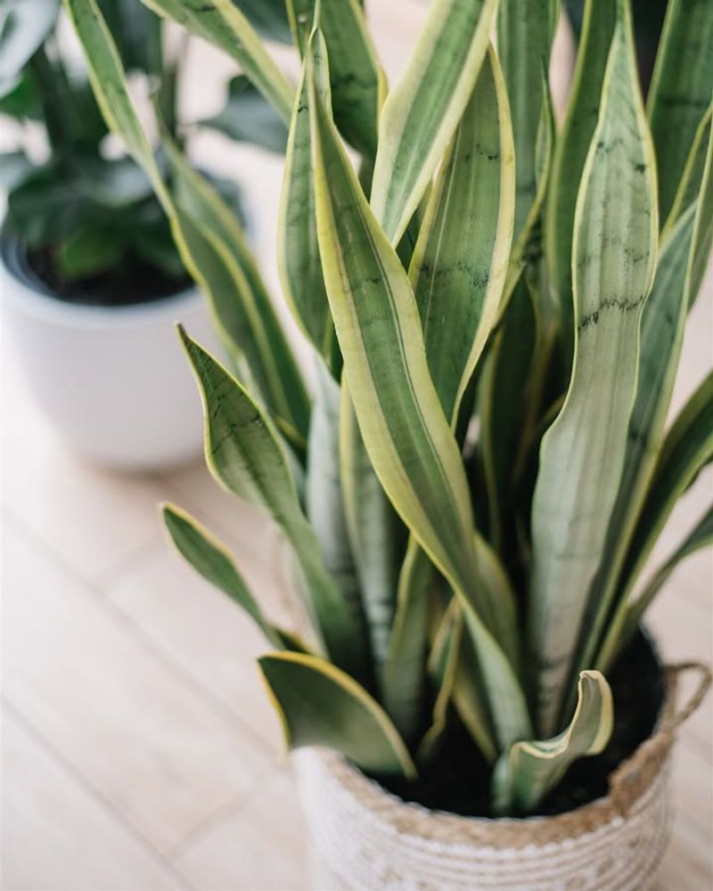 Snake Plant (Sansevieria)