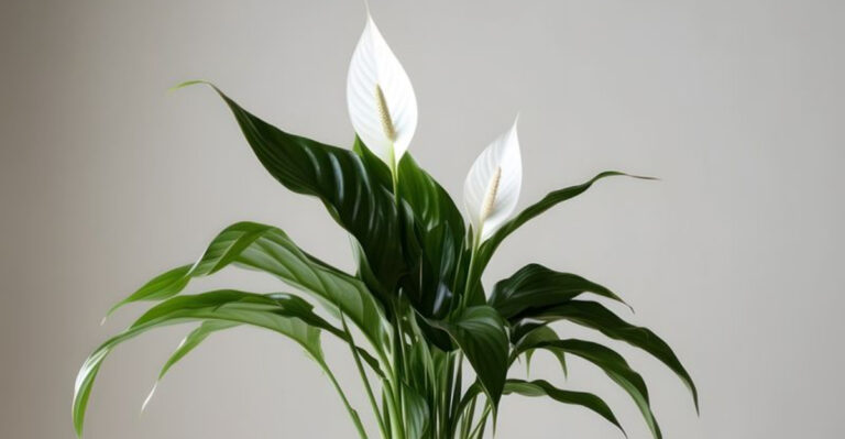 peace lily