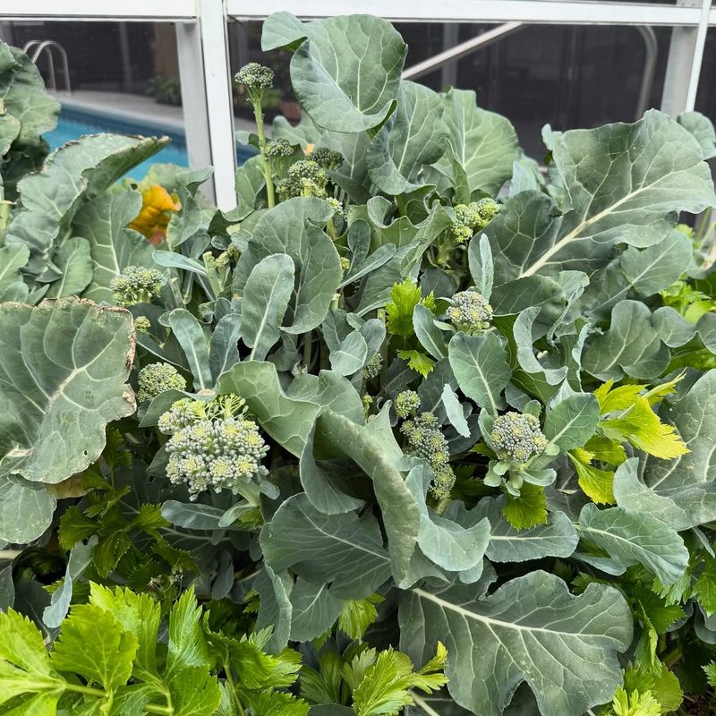 Overwatering During Cool Weather