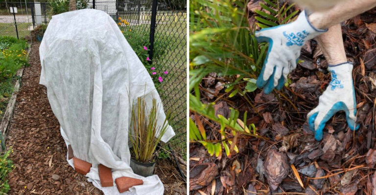 plant covered for frost protection and adding mulch to a garden