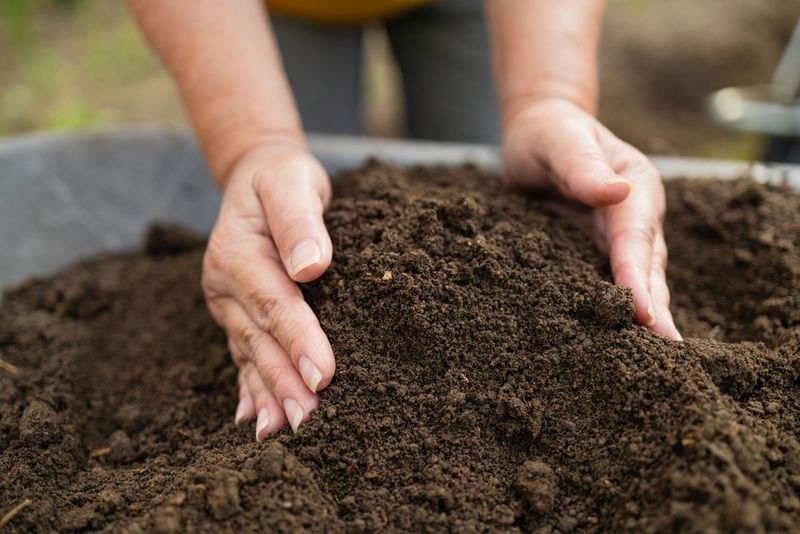 Ignoring Soil Preparation During Dry Periods