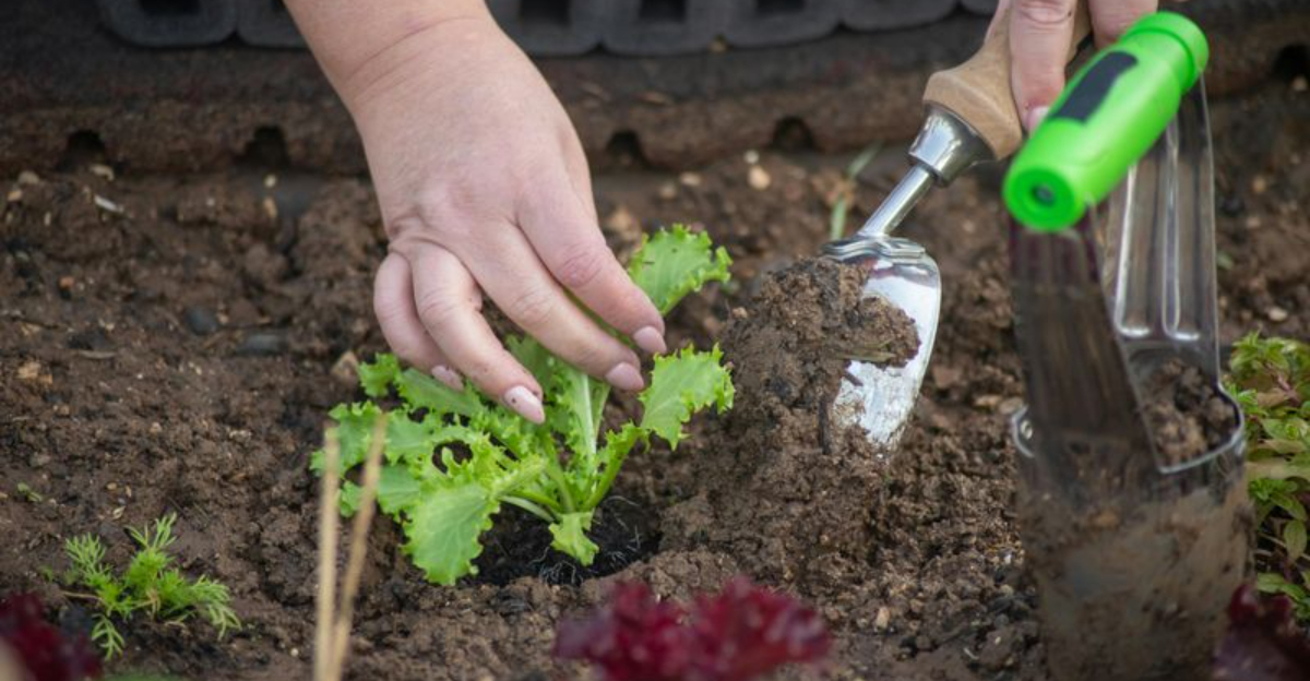 planting in garden