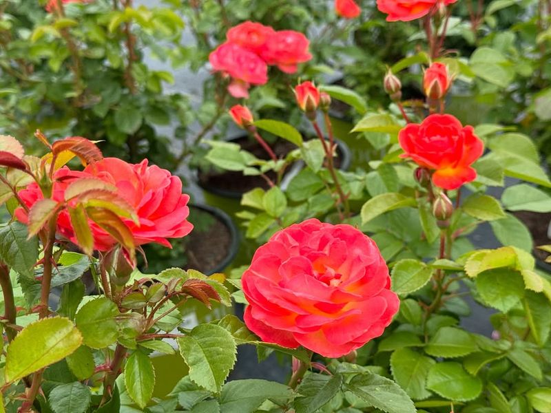 Double Knockout Roses
