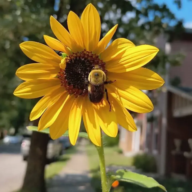 Embrace Imperfection And Natural Balance