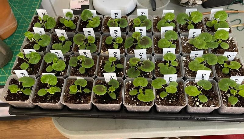 Taking Stem Cuttings to Propagate New Plants