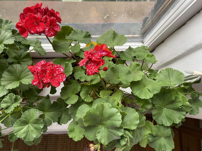 Using a Paper Bag Method for Dormant Storage