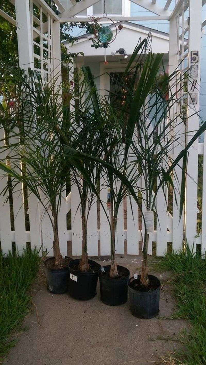 Use Proper Staking That Supports Without Damaging The Trunk