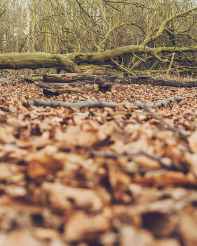 Leaving Leaf Litter And Natural Debris Creates Foraging Habitat
