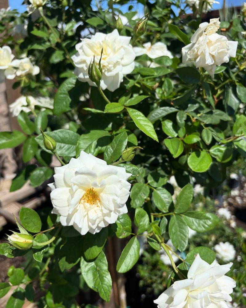 Modified Watering Schedules for Desert Conditions