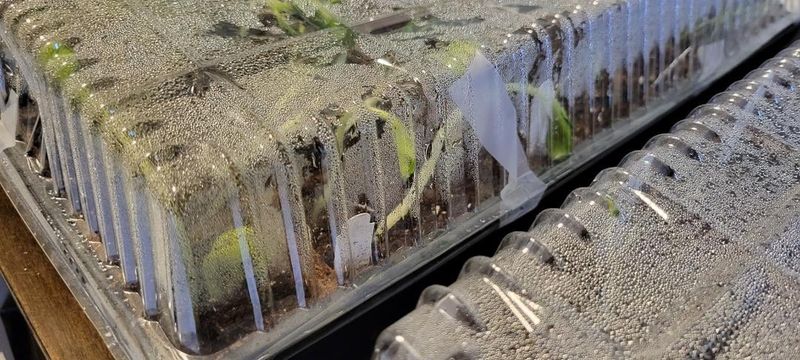 Humidity Tray System