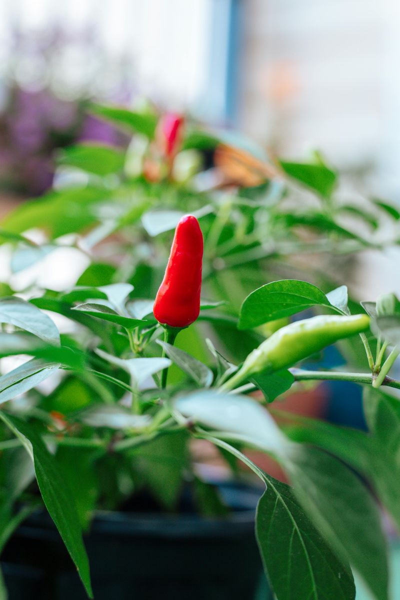 Peppers in Containers