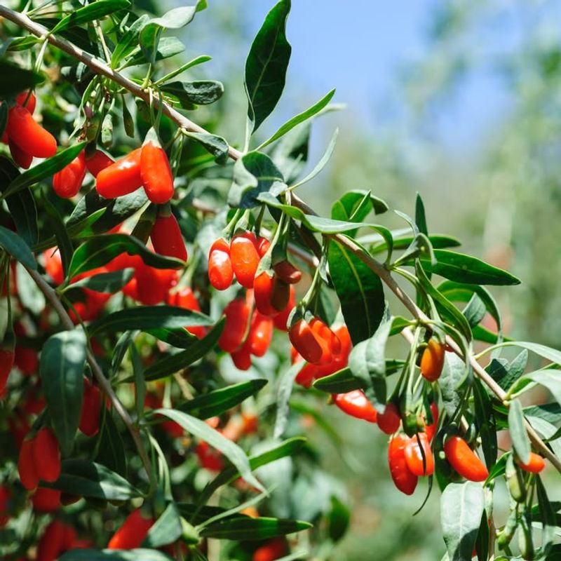 Goji Berry Bushes For Heat-Tolerant Gardens
