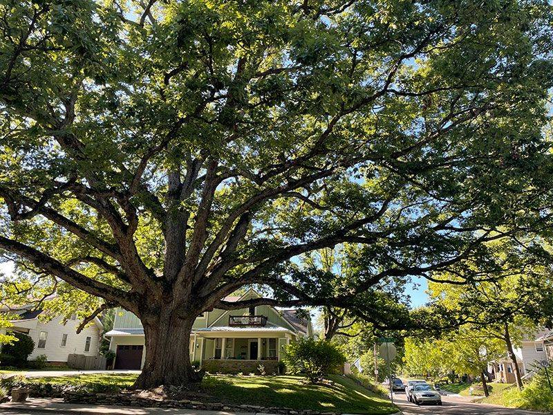 Mature Oak Trees Covered By Local Tree Preservation Codes