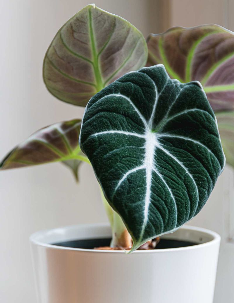 Alocasia Reginula (Black Velvet)