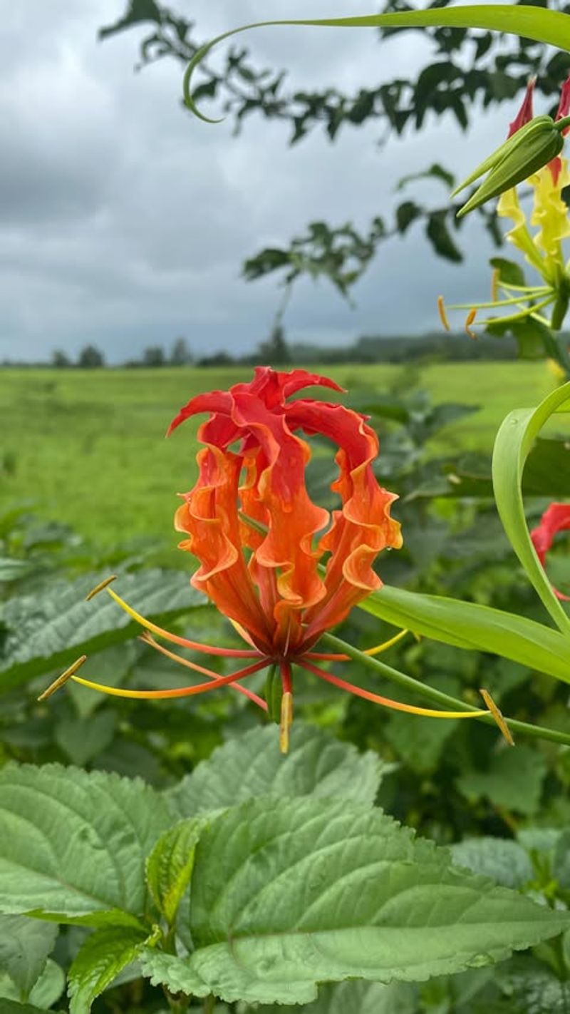 Gloriosa Superba (Flame Lily)