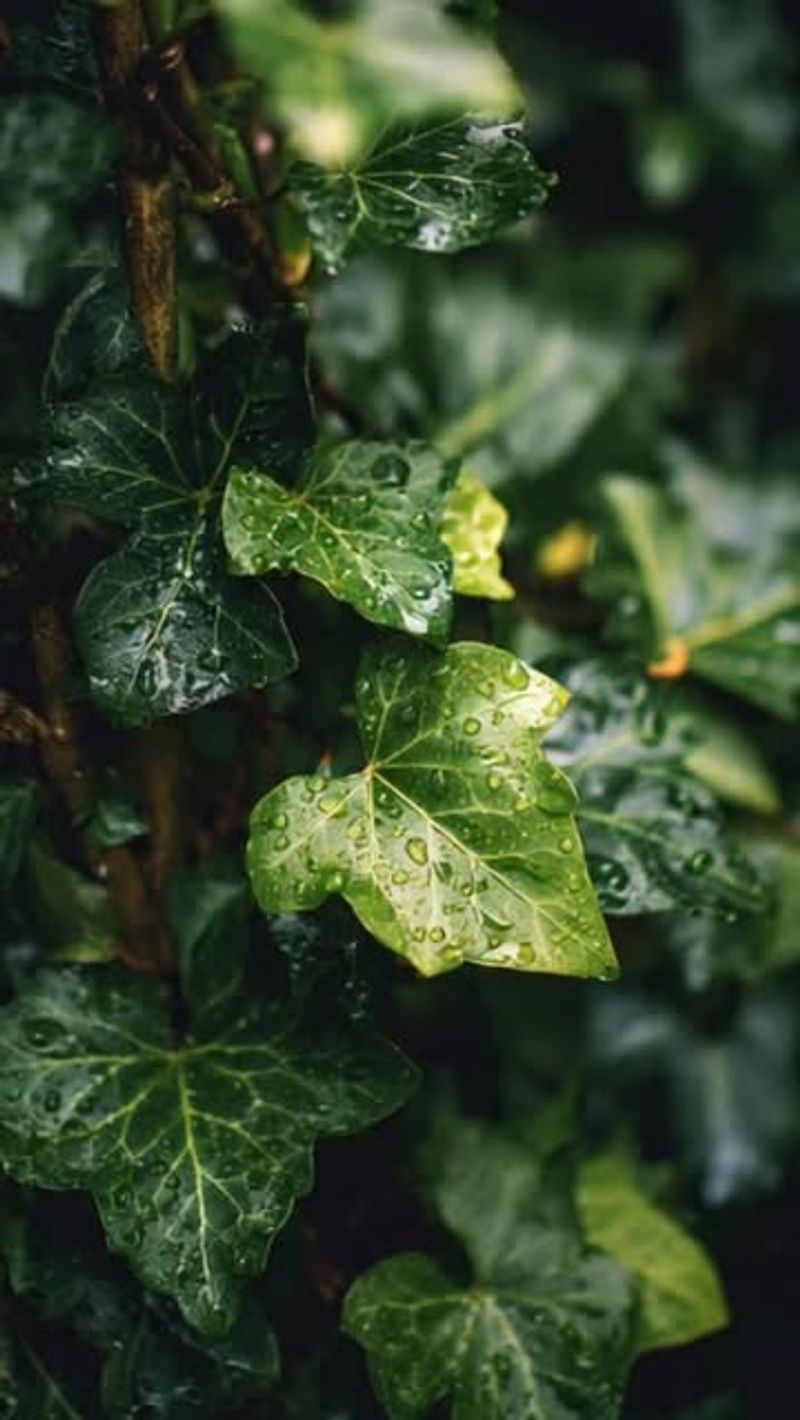 English Ivy (Hedera Helix)