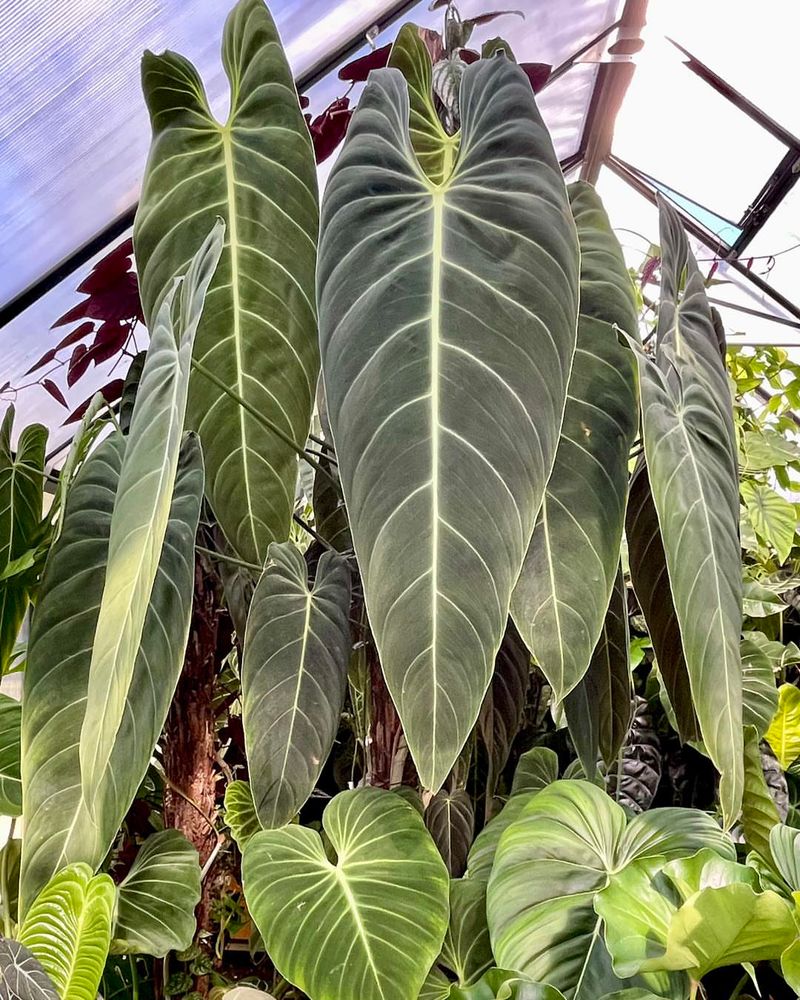 Philodendron Melanochrysum