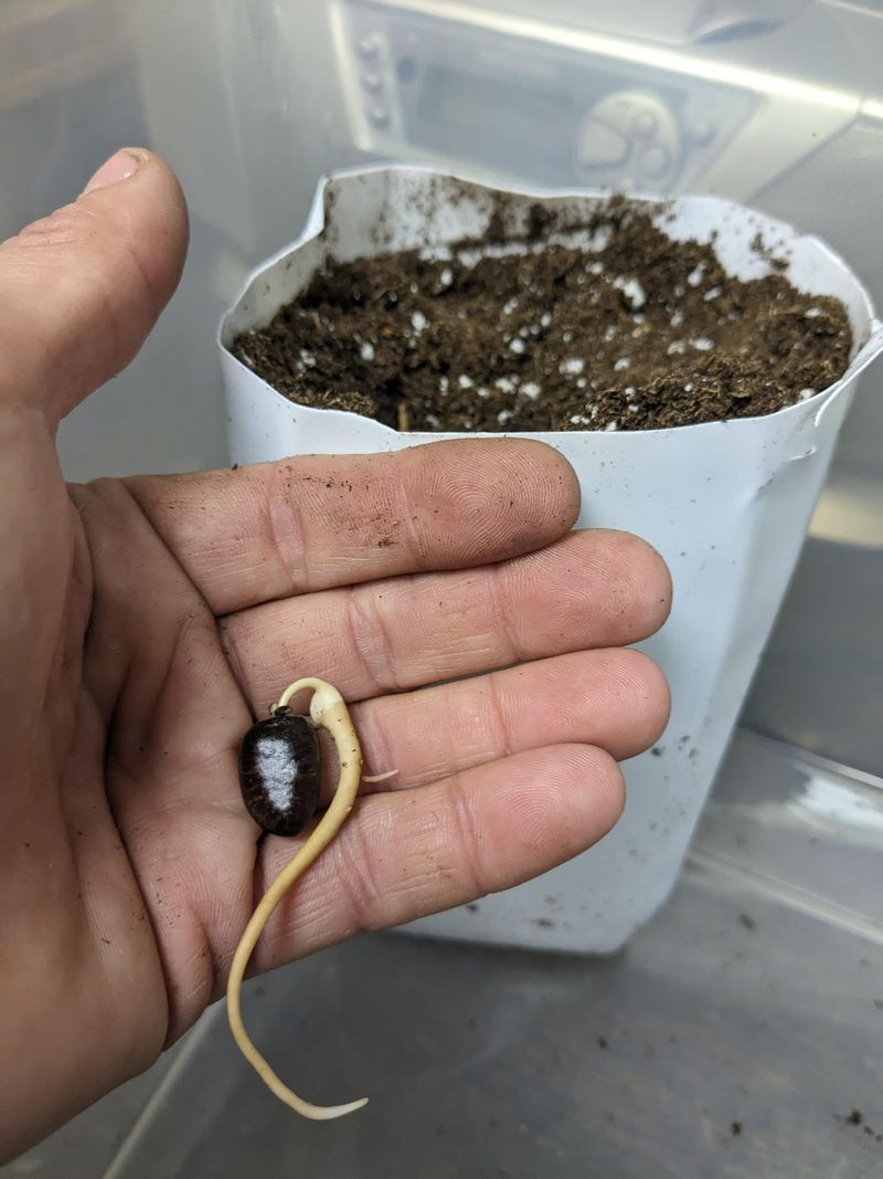 Saving Seeds And Reducing Waste