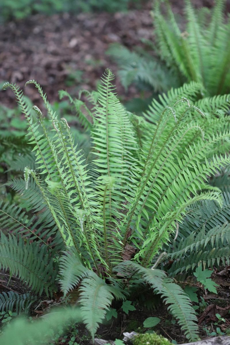 Western Sword Fern