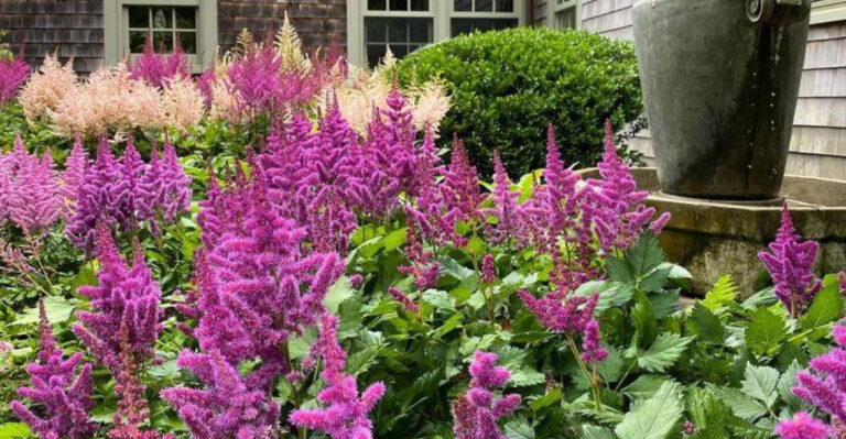 astilbe native garden