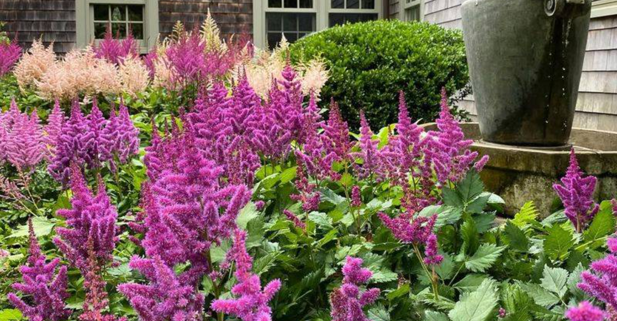 astilbe native garden