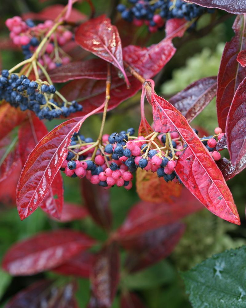 Berries Bring Color And Wildlife To Your Yard