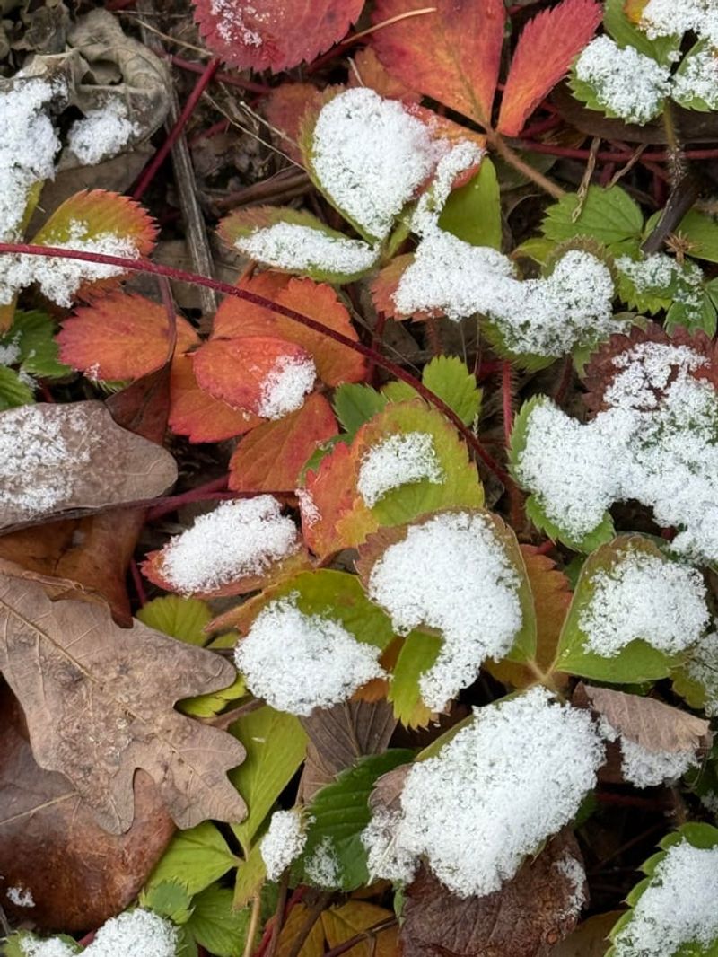 Beneficial Insect Habitat And Overwintering Sites
