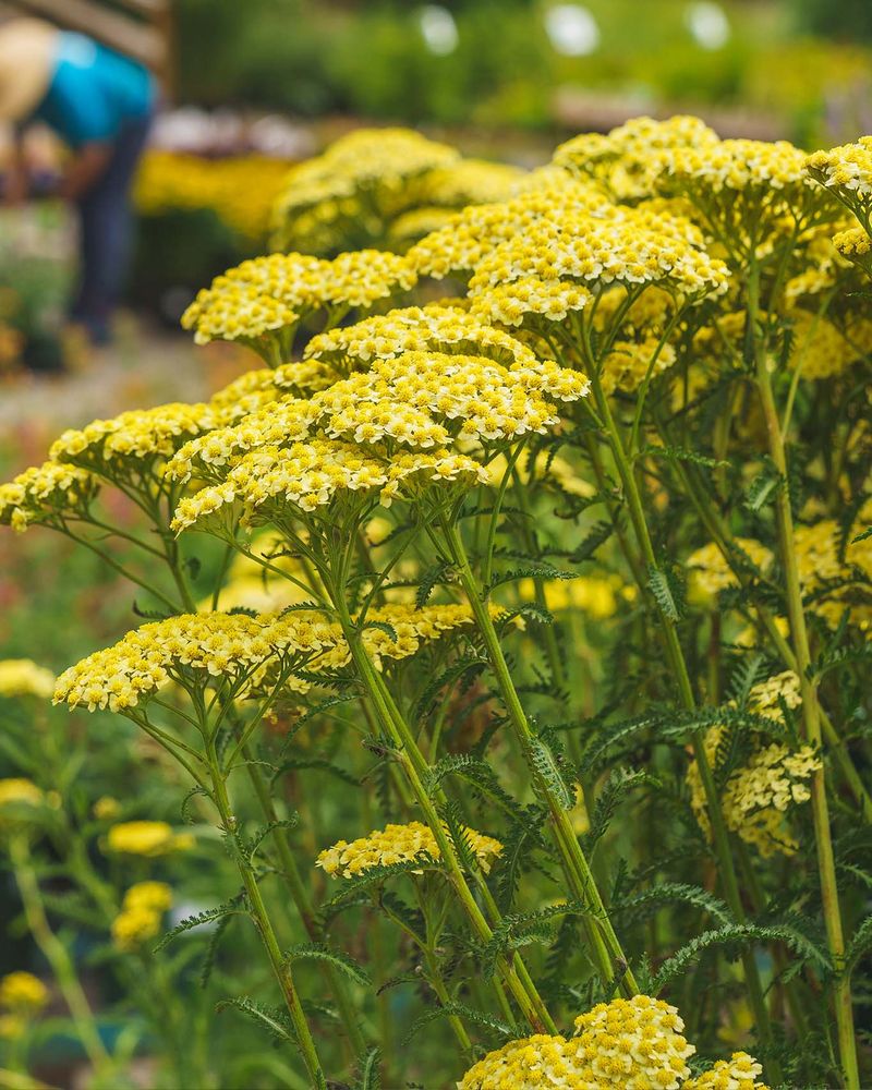 Spring Cleanup Becomes Easier With Weathered Plant Material