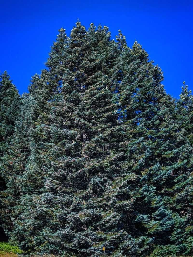Rocky Mountain Fir