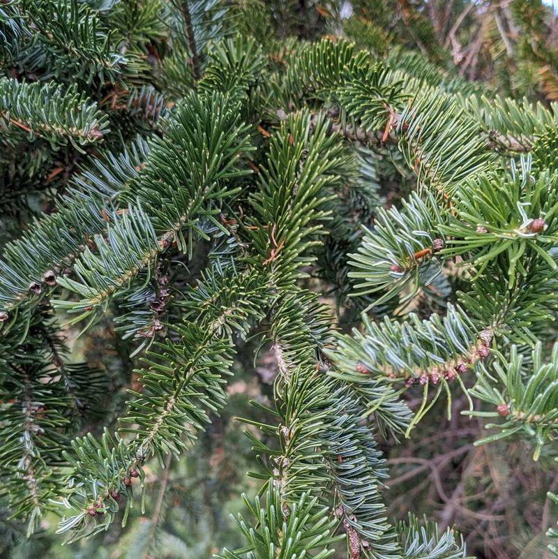 Balsam Fir (Abies Balsamea)