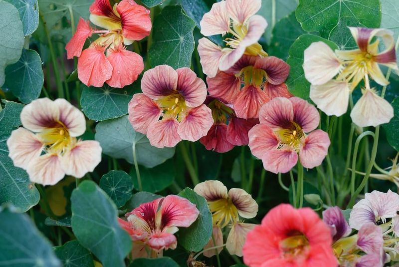 Long Bloom Season In Mild Summers